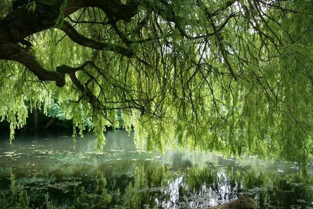 植樹(shù)節(jié)-春風(fēng)十里，正“植”有你【杭州易造】