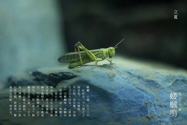 立夏六｜春光忽盡，夏木成陰【杭州易造】