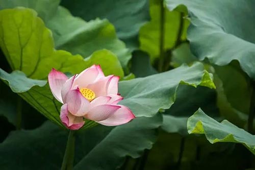 夏至 | 蟬噪林逾靜，鳥鳴山更幽【杭州易造】