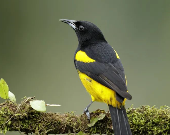 驚蟄-叫醒甜睡的春-易造防雷