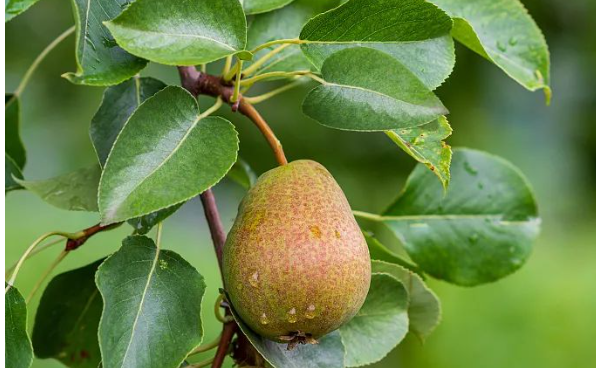 驚蟄-叫醒甜睡的春-易造防雷